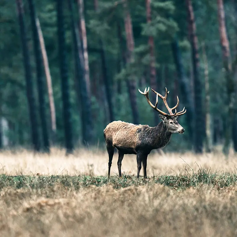 Wild im Wald