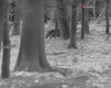JSA-Night-Lux-HogHunter-Video-2